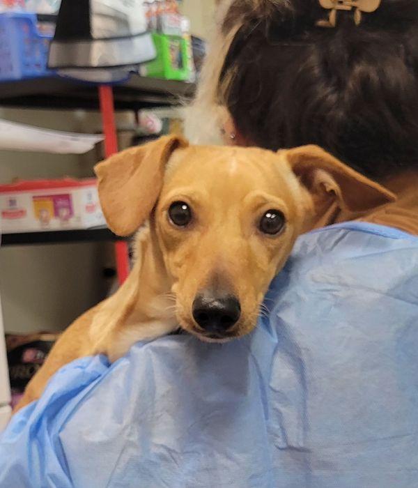 Dolly, Adoptable, Young Female Whippet & Dachshund.