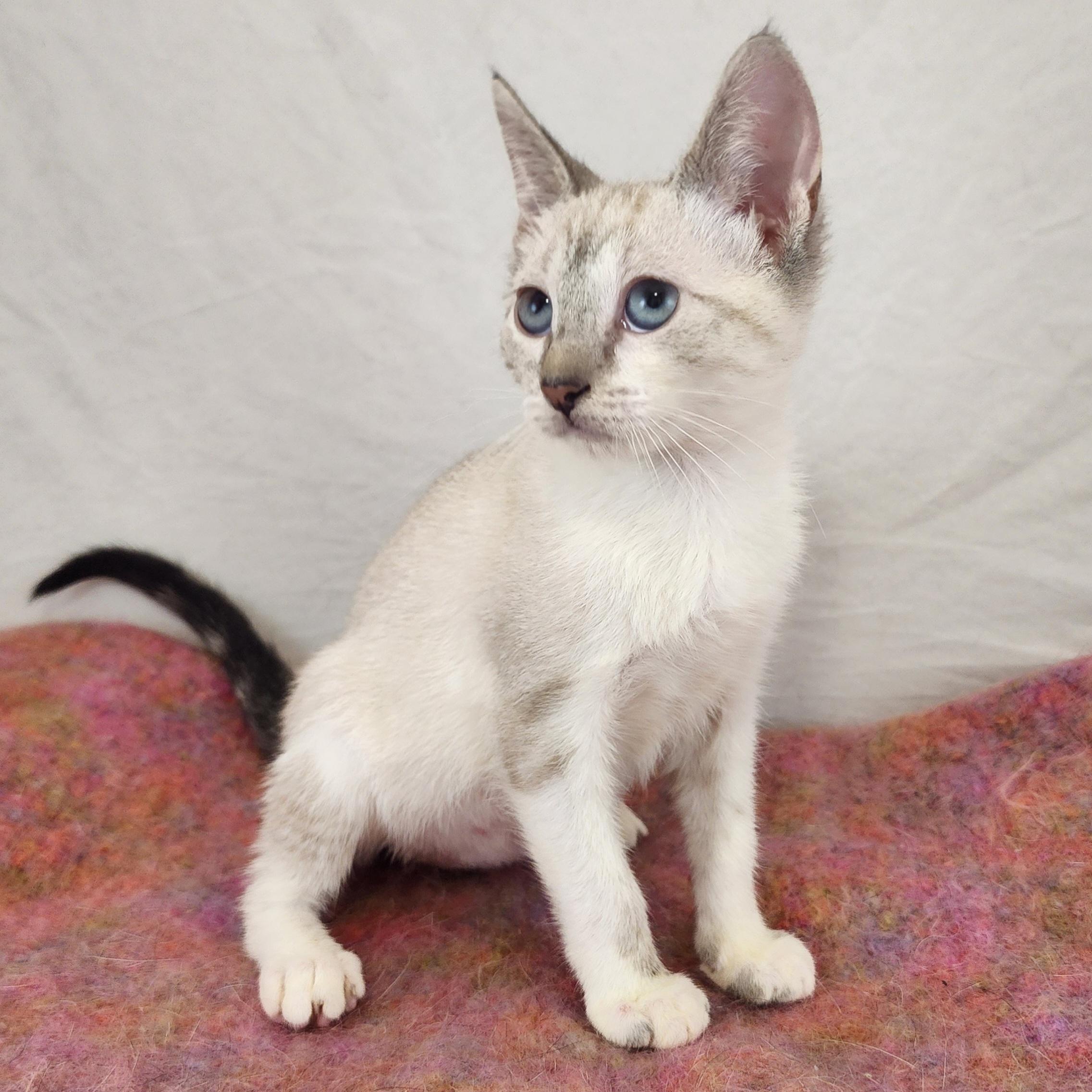 Enlarge Rue, an adopted mixed breed in New York, NY image 2/6