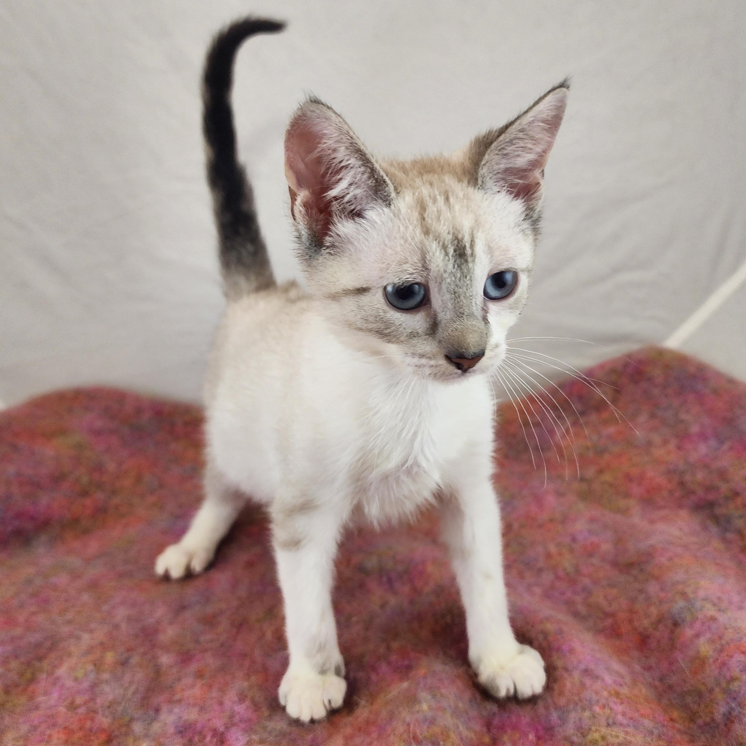 Enlarge Rue, an adopted mixed breed in New York, NY image 4/6