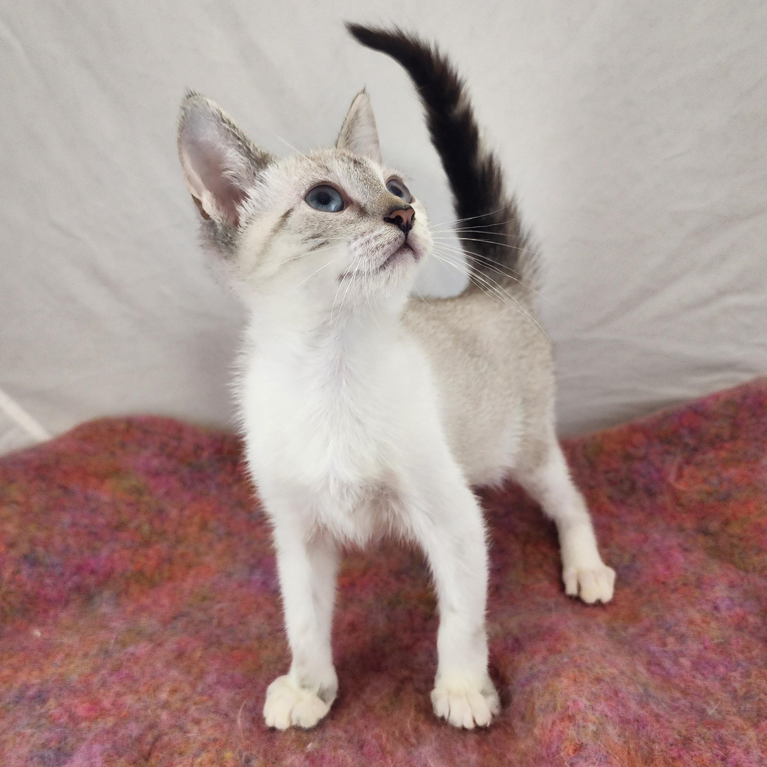 Enlarge Rue, an adopted mixed breed in New York, NY image 3/6