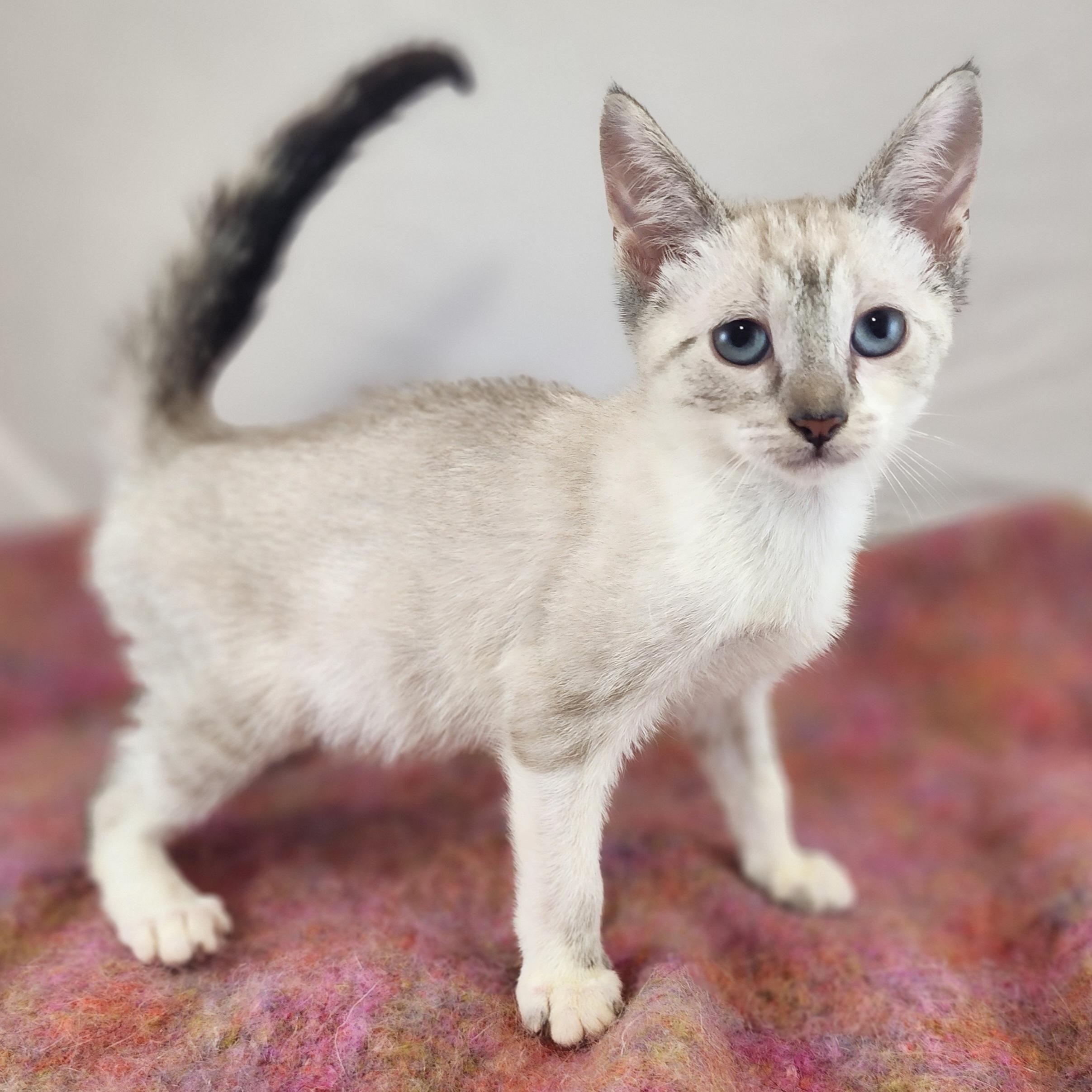 Enlarge Rue, an adopted mixed breed in New York, NY image 5/6