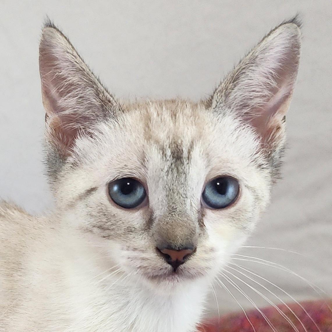 Rue, adopted, Kitten Female Siamese & Domestic Short Hair.
