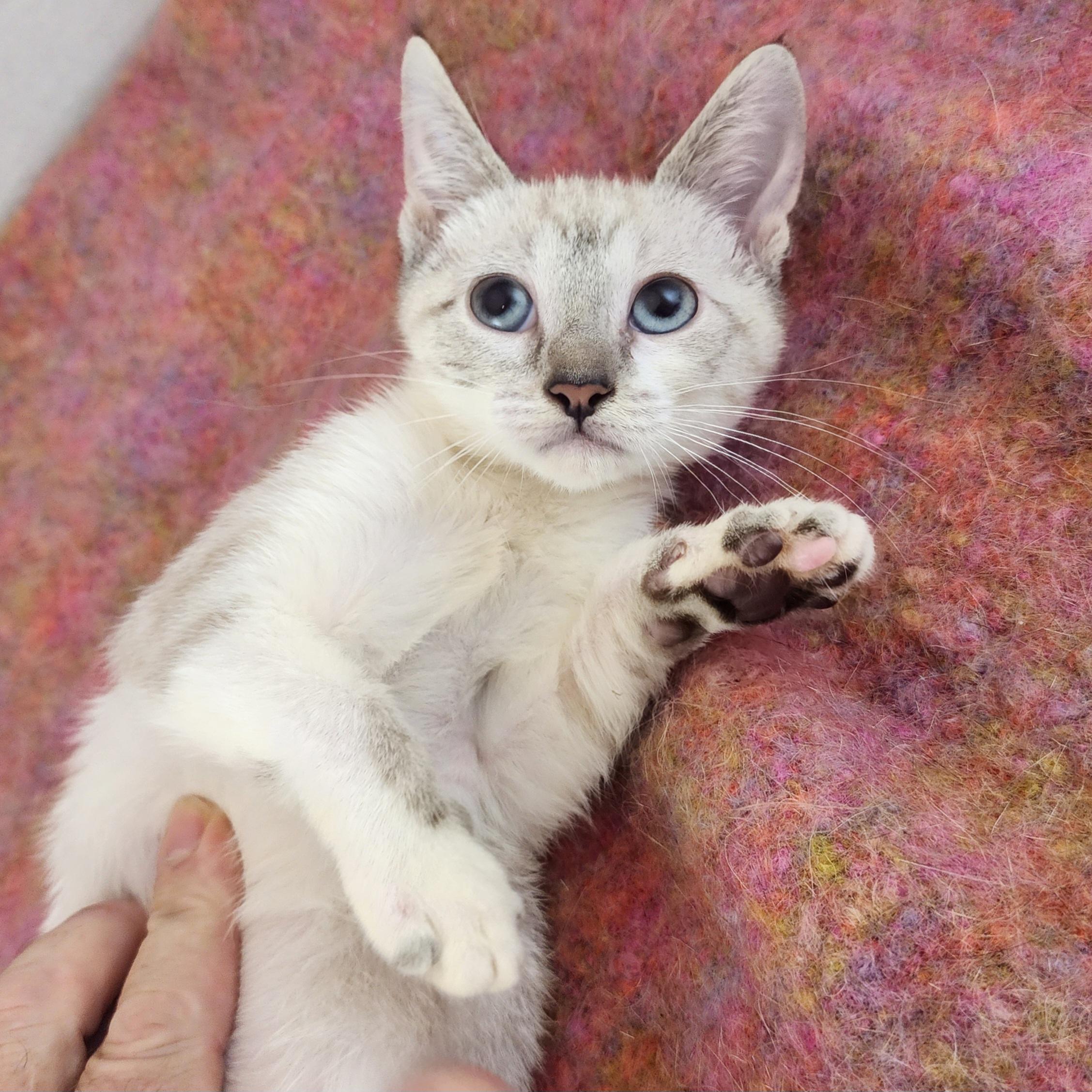 Enlarge Rue, an adopted mixed breed in New York, NY image 6/6