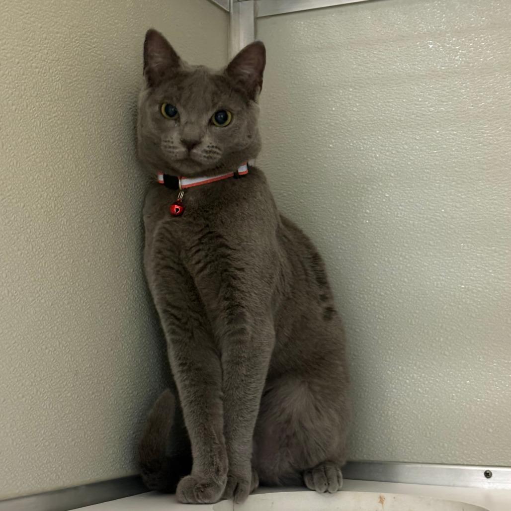 Enlarge Shasta, a Adoptable Domestic Short Hair in Chesapeake, VA image 1/1
