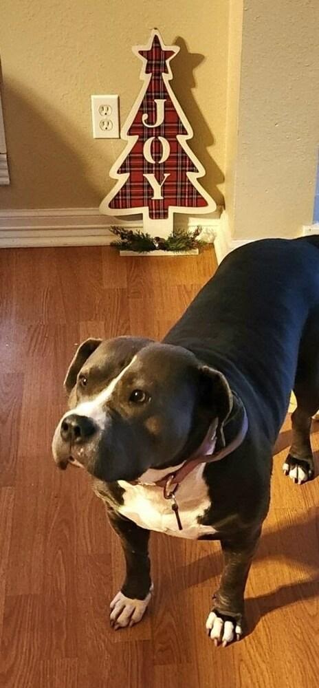 Enlarge REMI, a Adoptable mixed breed in Richmond, TX image 1/5