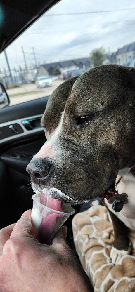 Enlarge REMI, a Adoptable mixed breed in Richmond, TX image 2/5