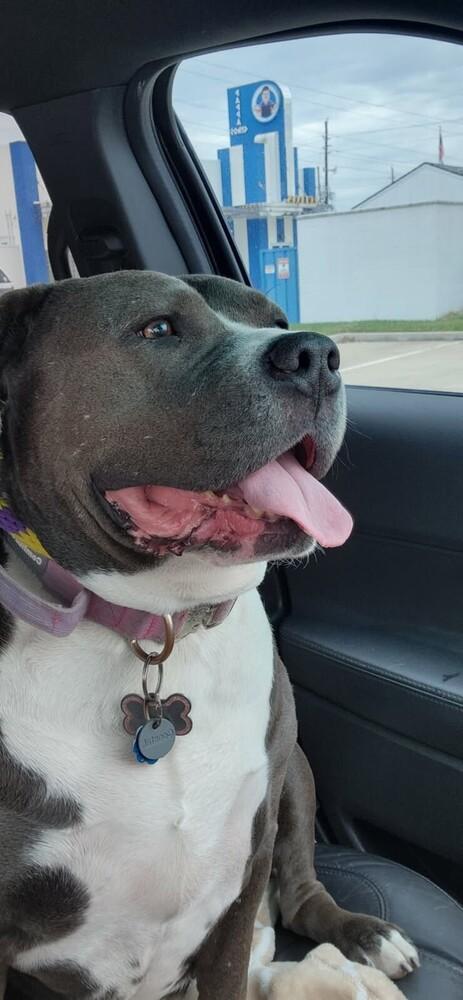 Enlarge REMI, a Adoptable mixed breed in Richmond, TX image 3/5