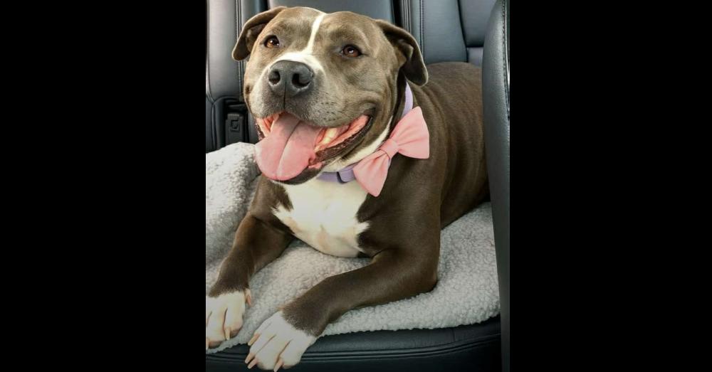 Enlarge REMI, a Adoptable mixed breed in Richmond, TX image 4/5