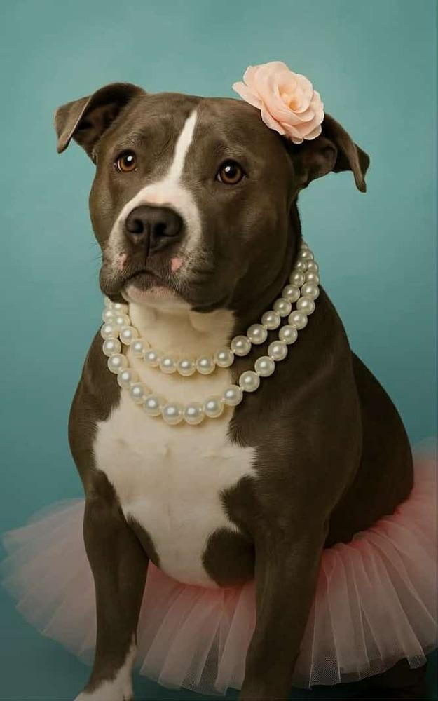 Enlarge REMI, a Adoptable mixed breed in Richmond, TX image 5/5