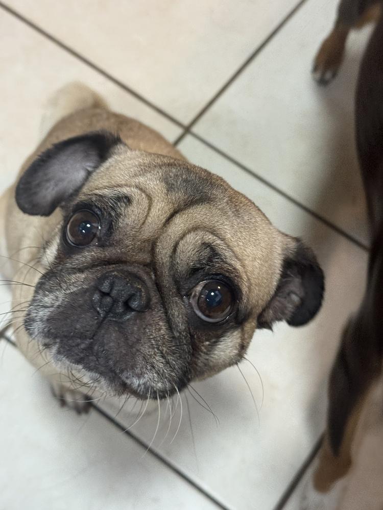 OATMEAL, Adoptable, Adult Female Pug.