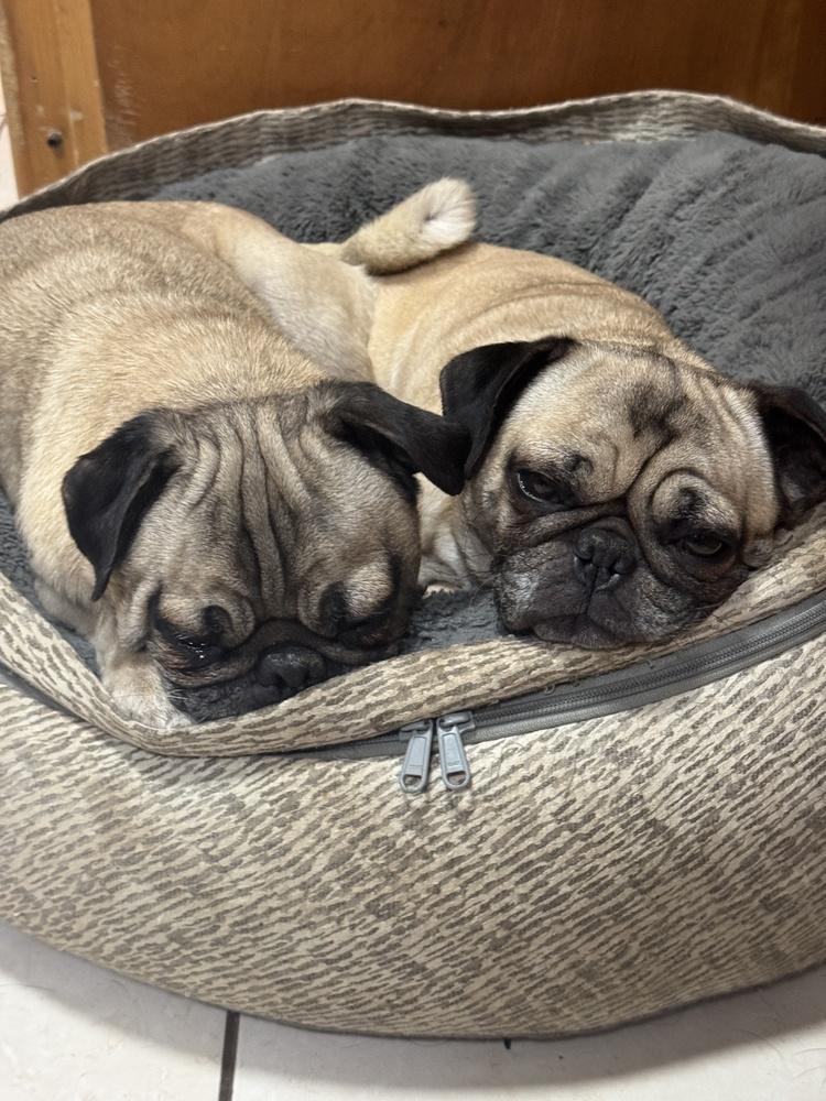 Enlarge OATMEAL, a Adoptable Pug in Beaumont, CA image 2/3