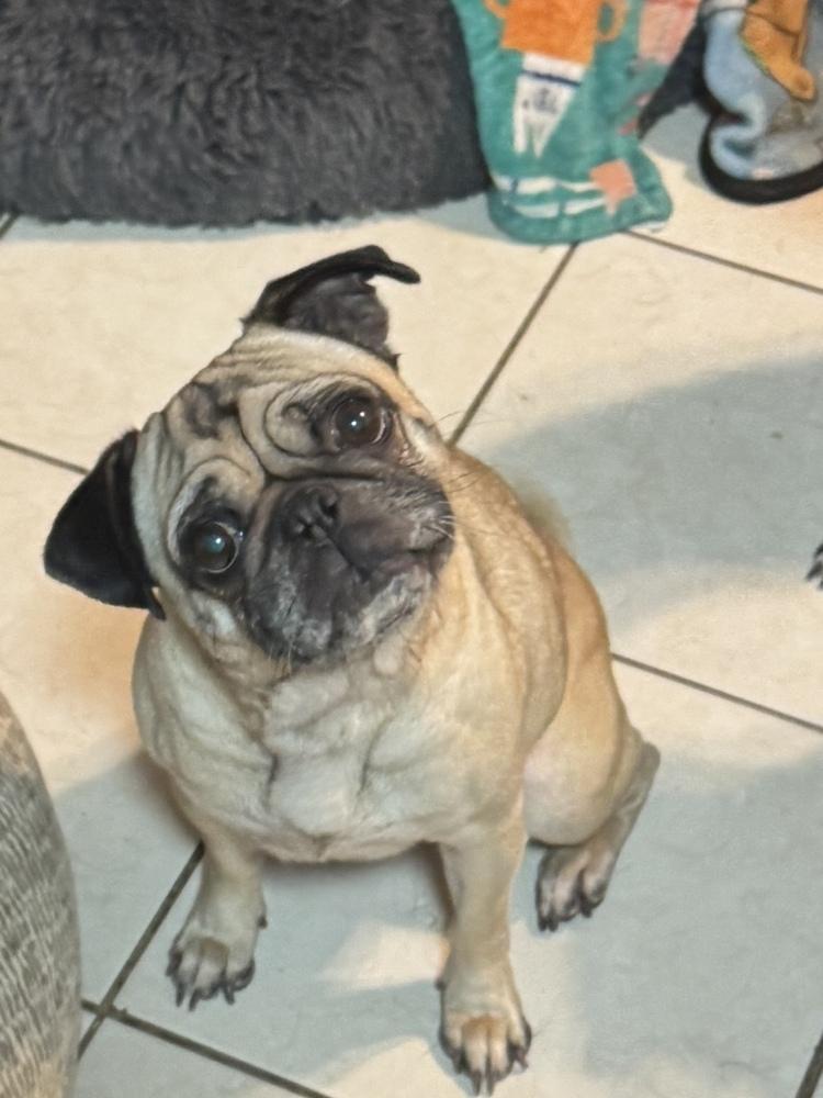 Enlarge OATMEAL, a Adoptable Pug in Beaumont, CA image 2/2