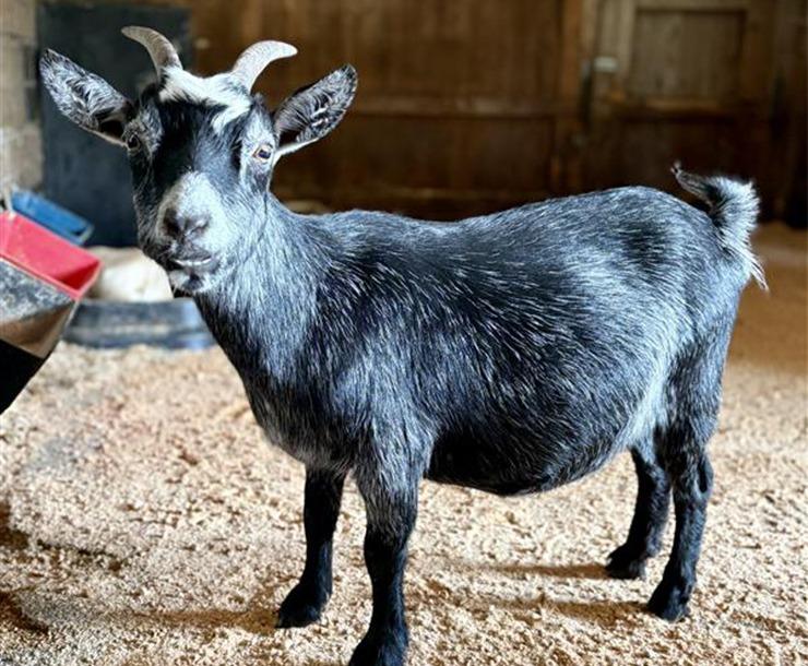 Enlarge Jill / Capricorn, a Adoptable Goat in Sultan, WA image 1/1