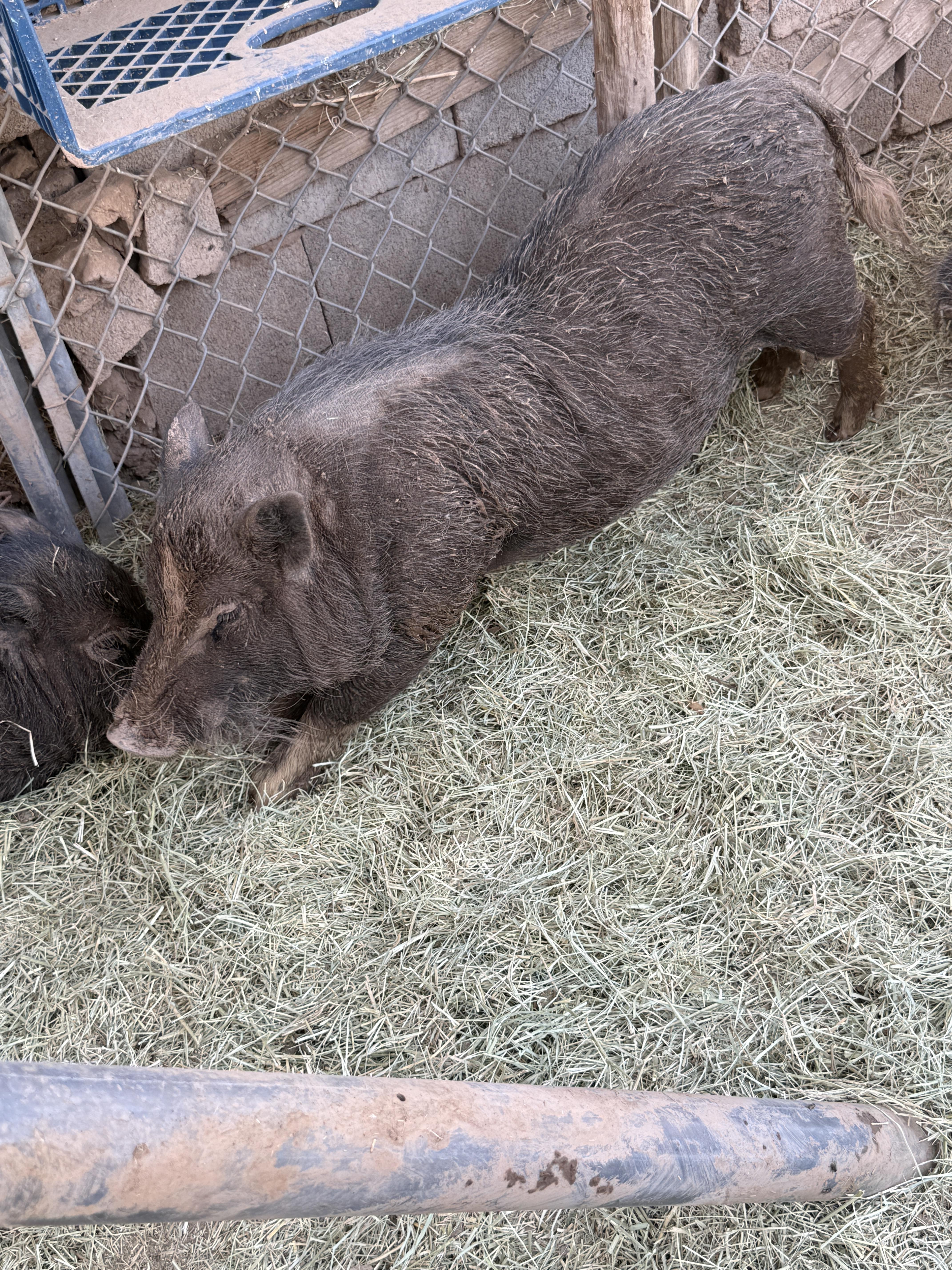 2-860 Chris, Adoptable, Adult Male Pig.