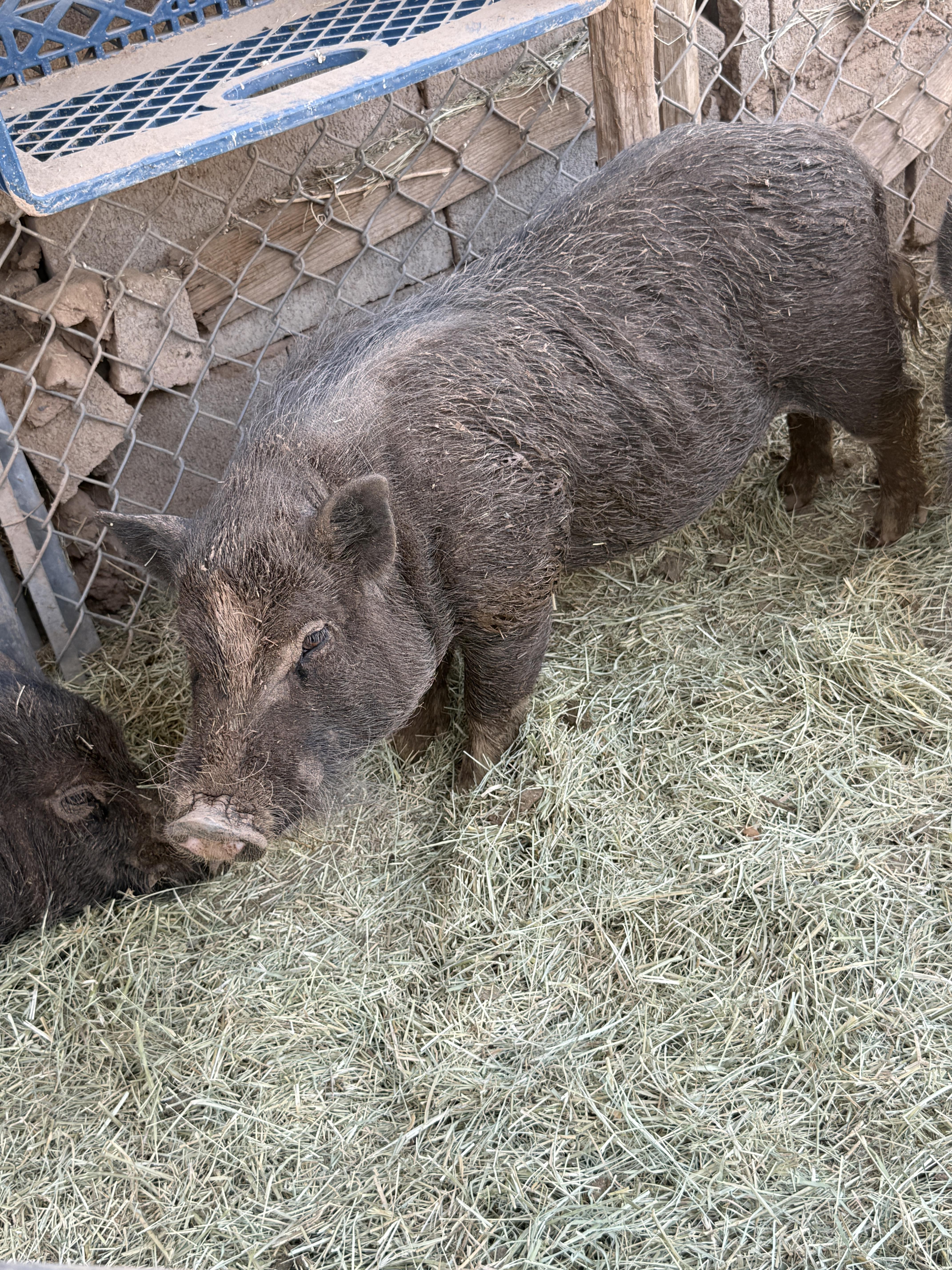 Enlarge 2-860 Chris, a Adoptable Pig in Phoenix, AZ image 2/2