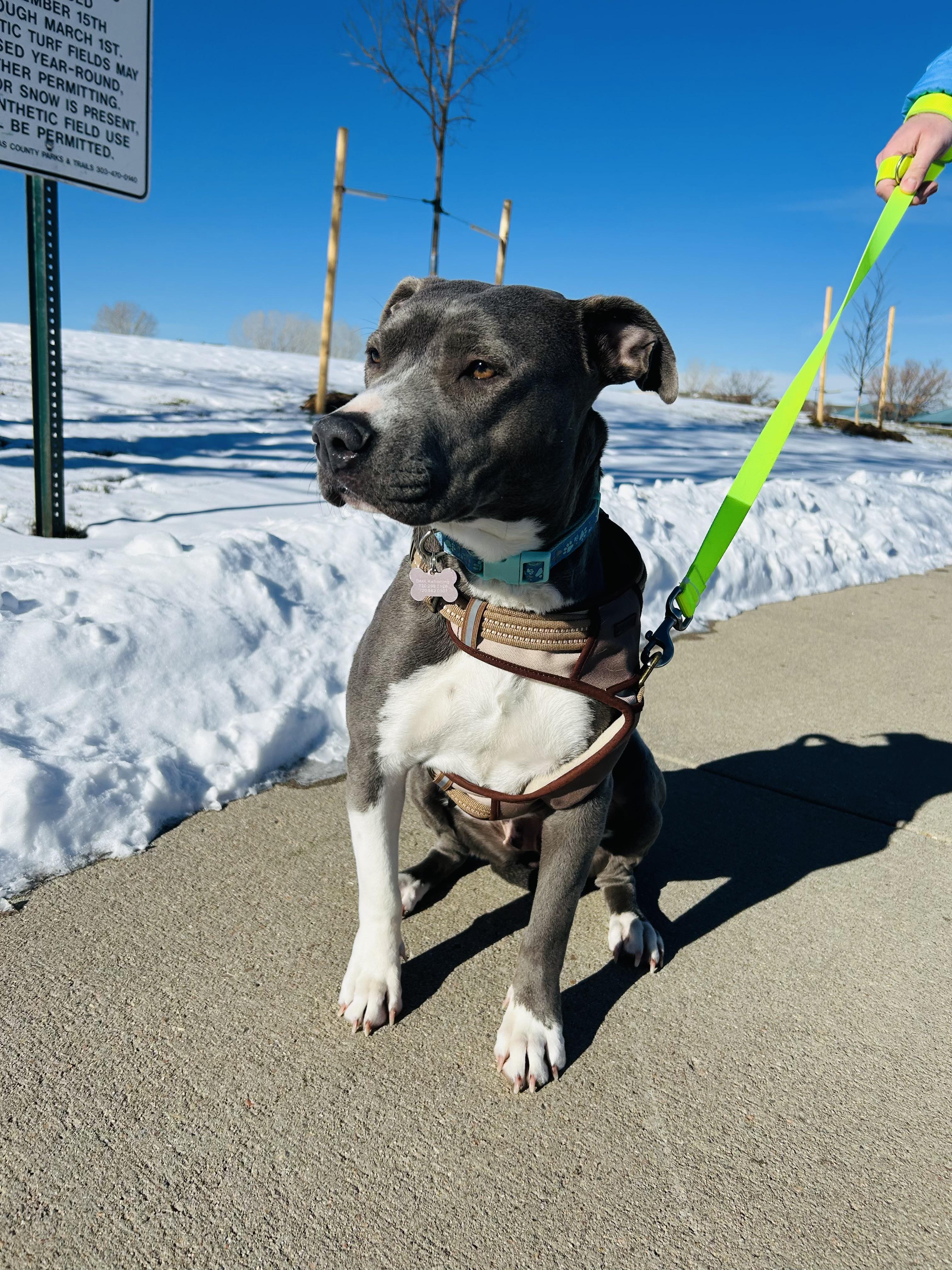 Lacy, a Adoptable mixed breed in Littleton, CO image 2/5