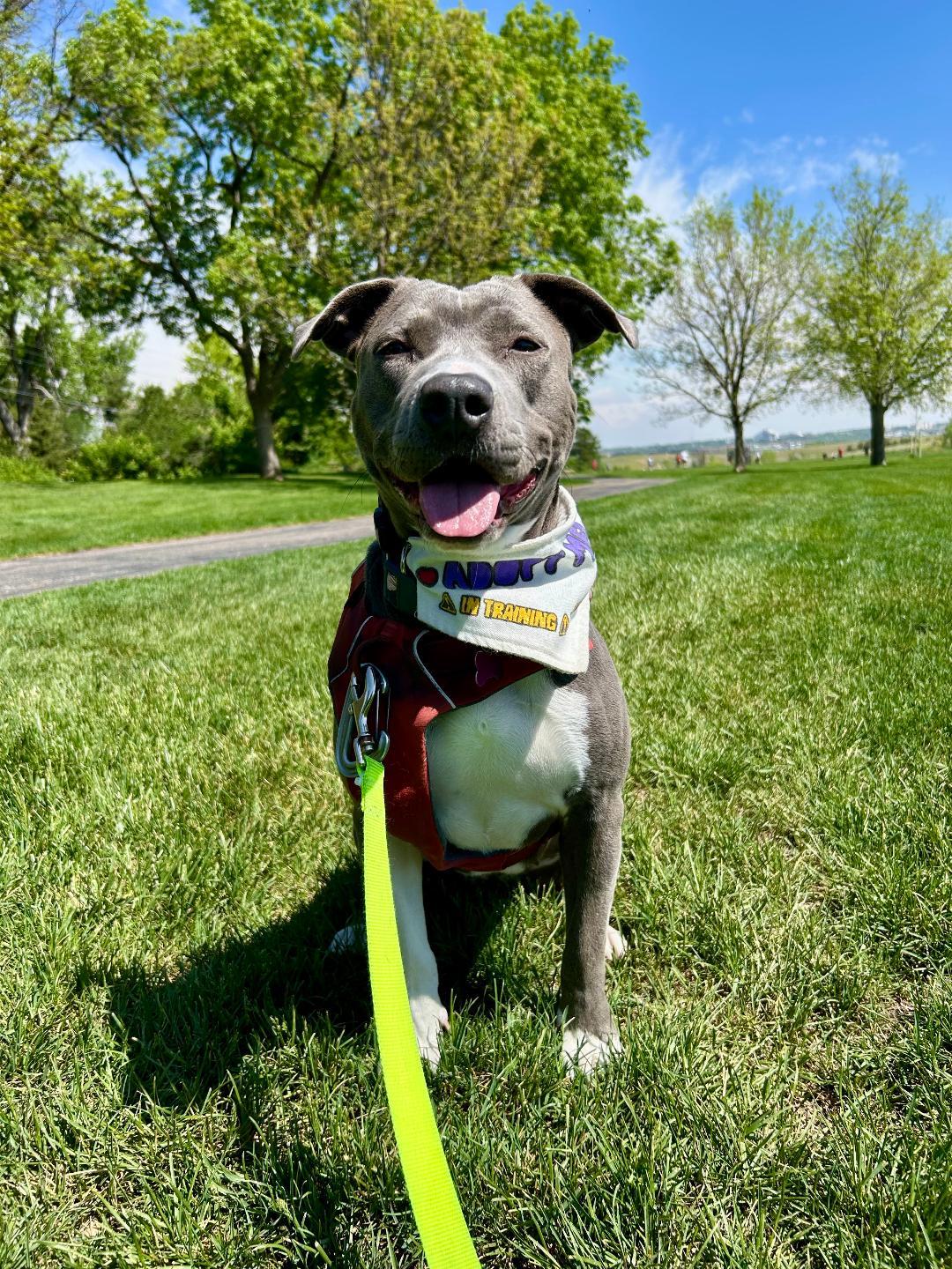 Lacy, a Adoptable mixed breed in Littleton, CO image 1/5