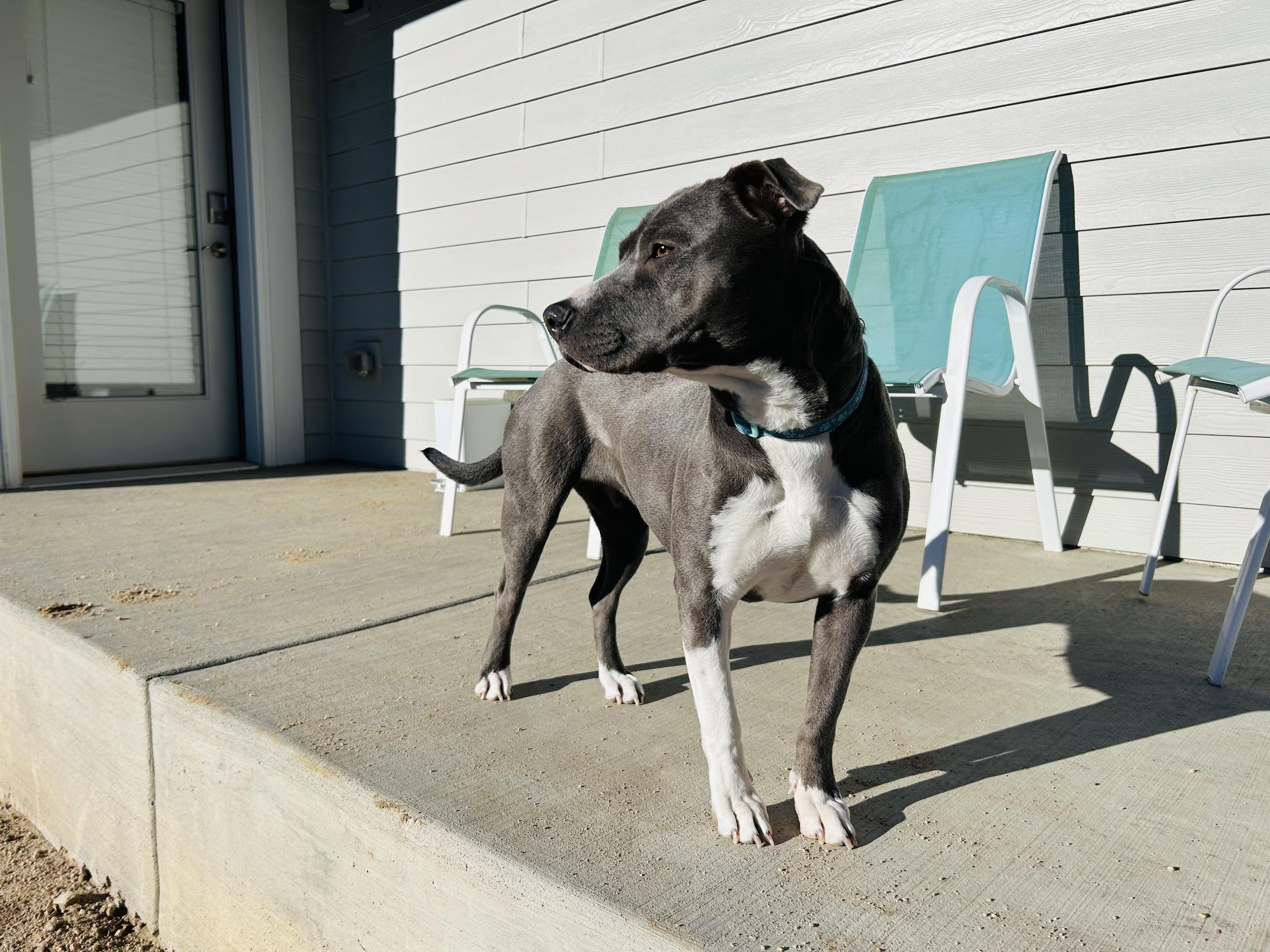 Lacy, a Adoptable mixed breed in Littleton, CO image 5/5