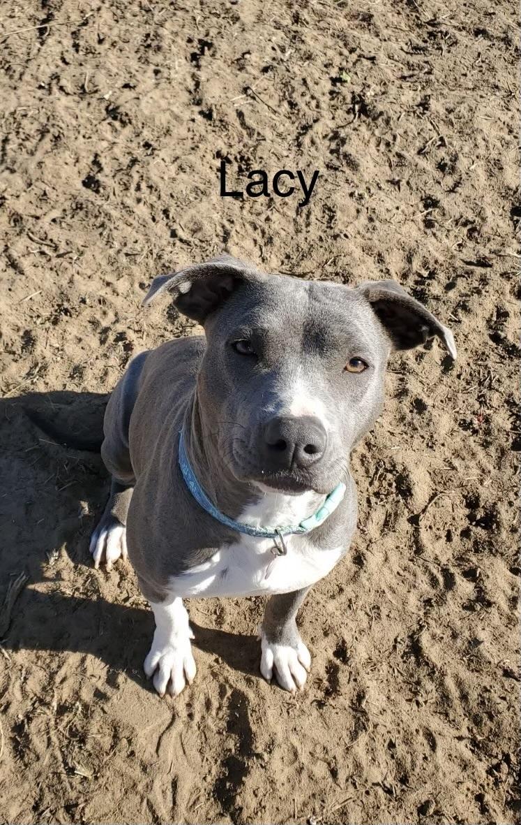 Lacy