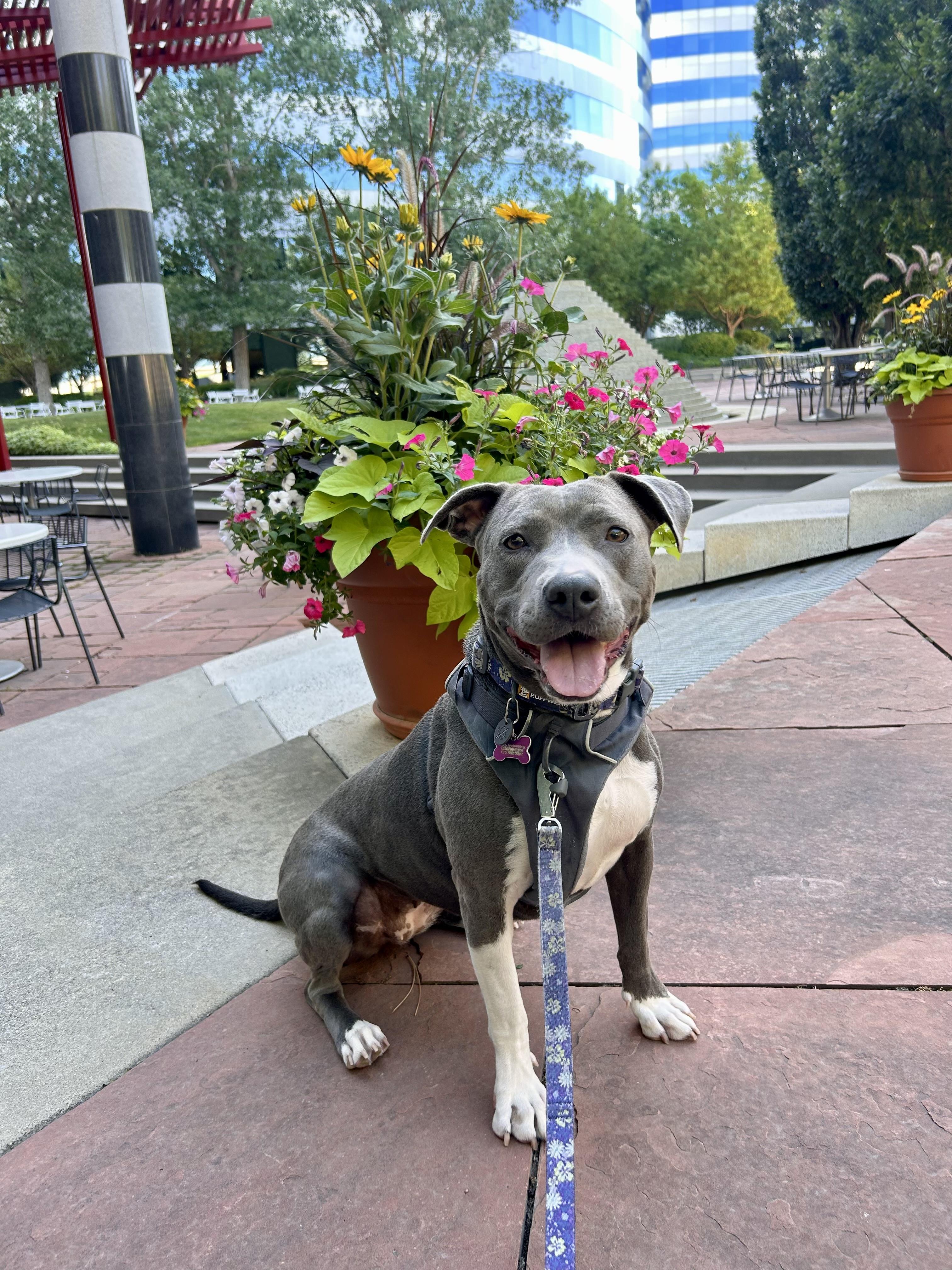 Lacy, Adoptable, Adult Female Blue Lacy.