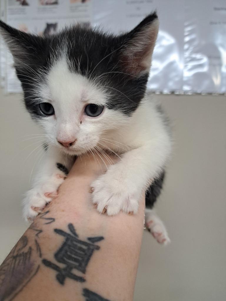 Brad, Adoptable, Kitten Male Domestic Short Hair.