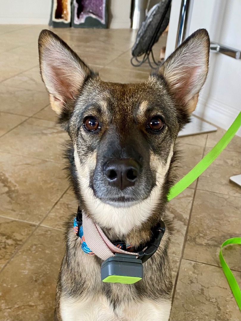 Marci - Small Malinois Mix Looking for energetic family! , Adopted, Young Female Belgian Shepherd / Malinois.