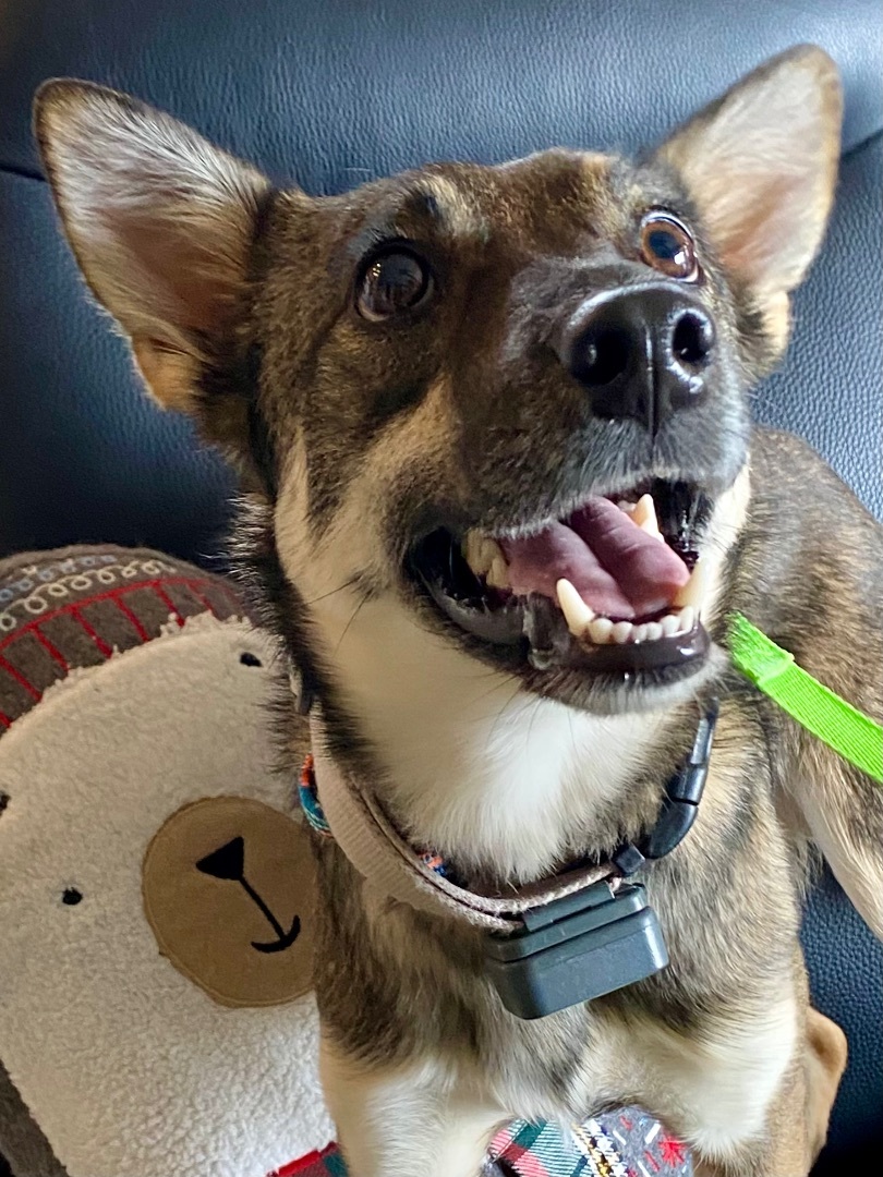 Marci - Small Malinois Mix Looking for energetic family! , a Adopted Belgian Shepherd / Malinois in Tucson, AZ image 3/6