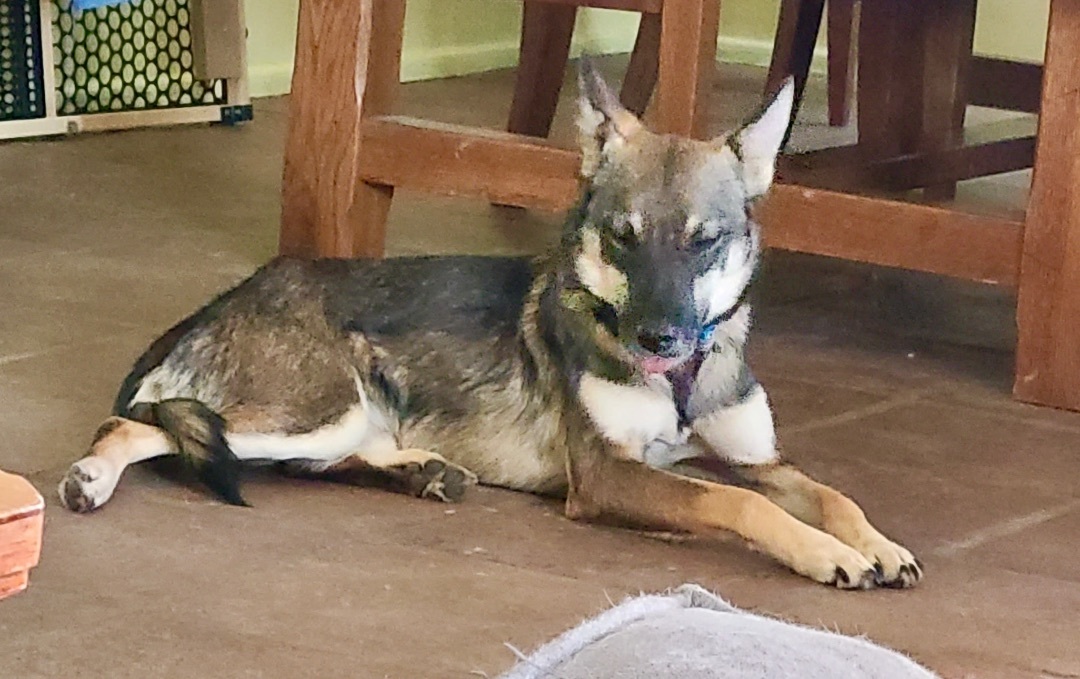 Marci - Small Malinois Mix Looking for energetic family! , a Adopted Belgian Shepherd / Malinois in Tucson, AZ image 4/6