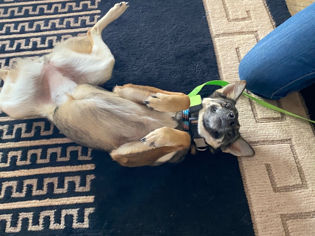 Marci - Small Malinois Mix Looking for energetic family! , a Adopted Belgian Shepherd / Malinois in Tucson, AZ image 5/6