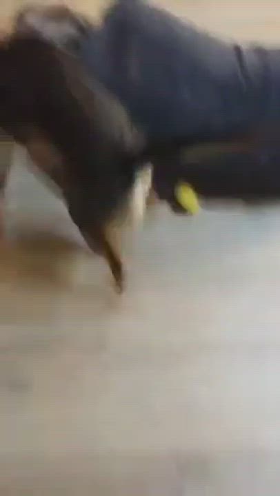 Enlarge Marci - Small Malinois Mix Looking for energetic family! , a Adopted Belgian Shepherd / Malinois in Tucson, AZ video 6/6