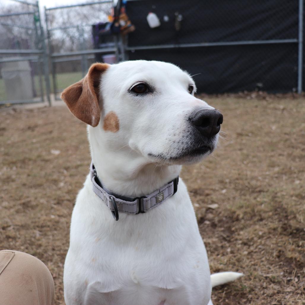 Alfred — thumbnail 3