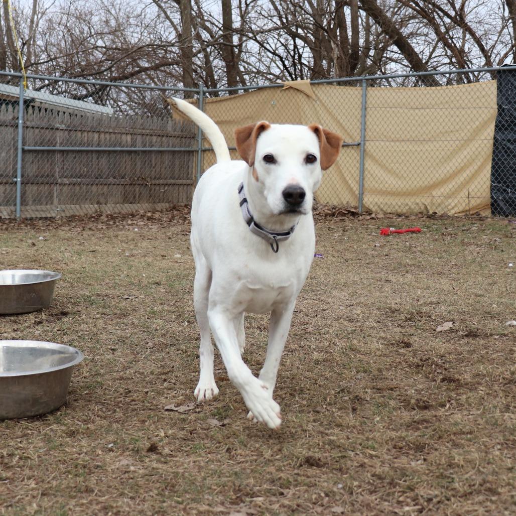 Alfred — thumbnail 4