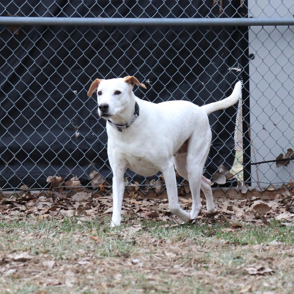 Alfred — thumbnail 5