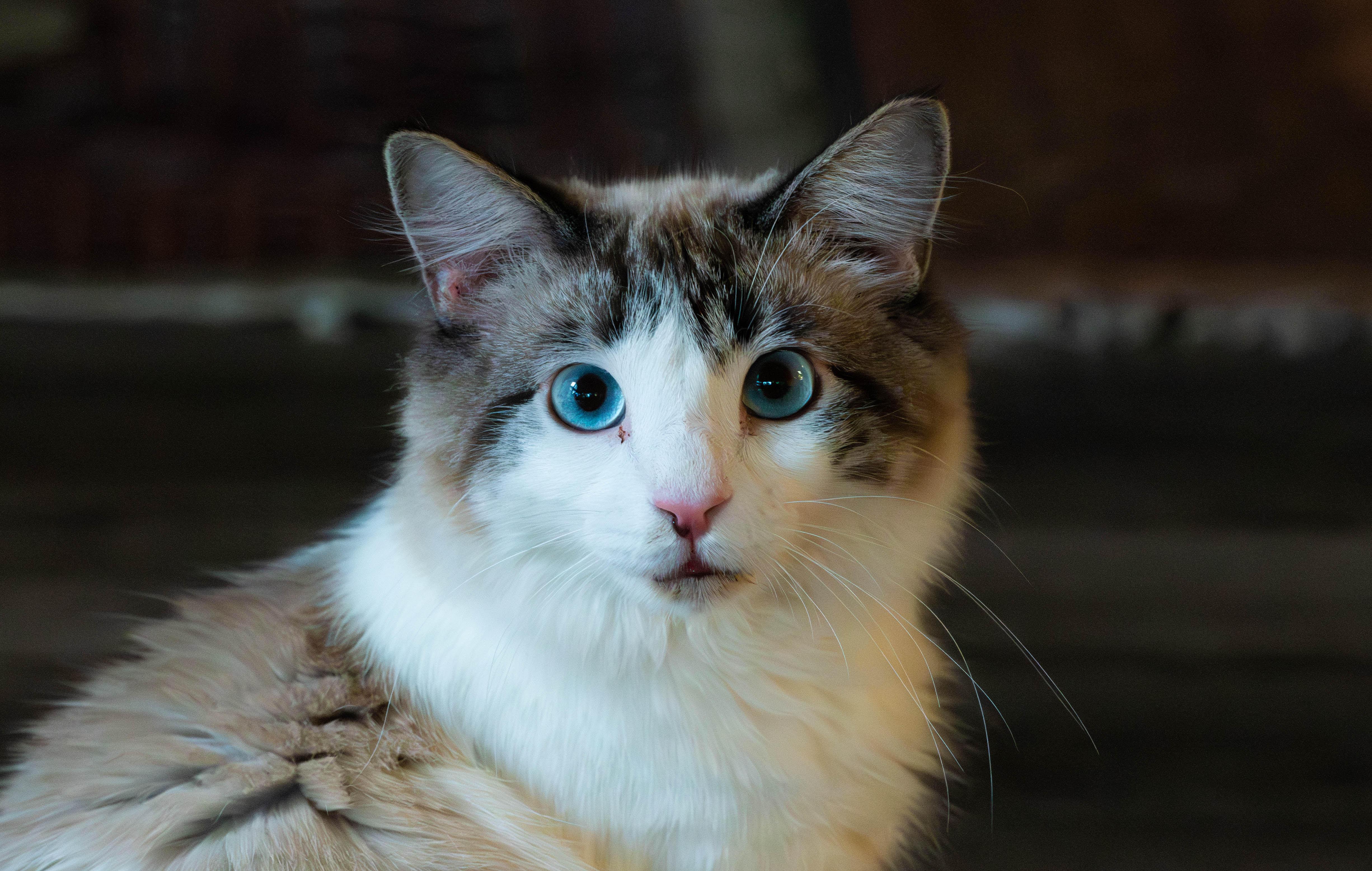 Enlarge Samoa, an adopted mixed breed in Grass Valley, CA image 2/2