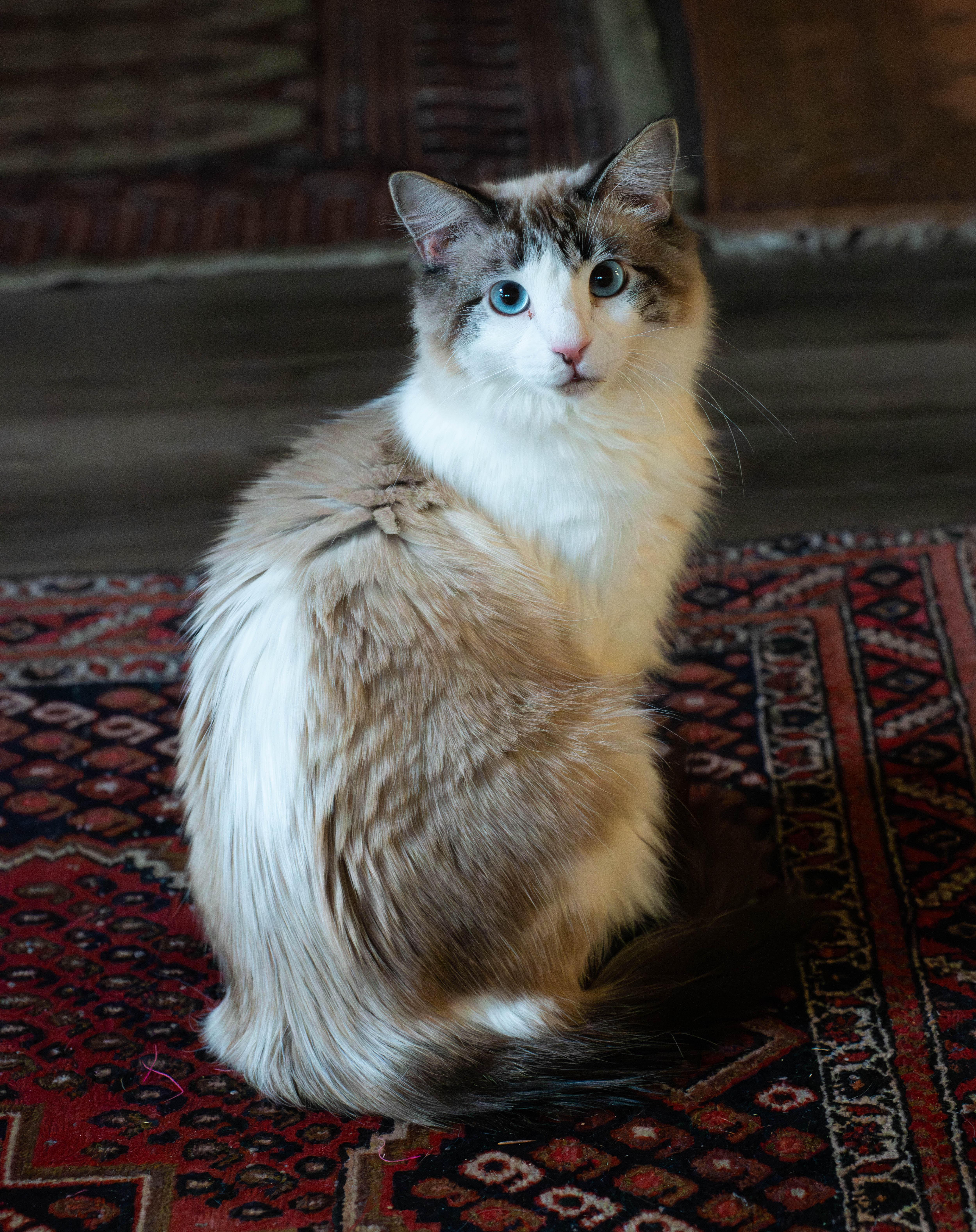 Enlarge Samoa, an adopted mixed breed in Grass Valley, CA image 1/2