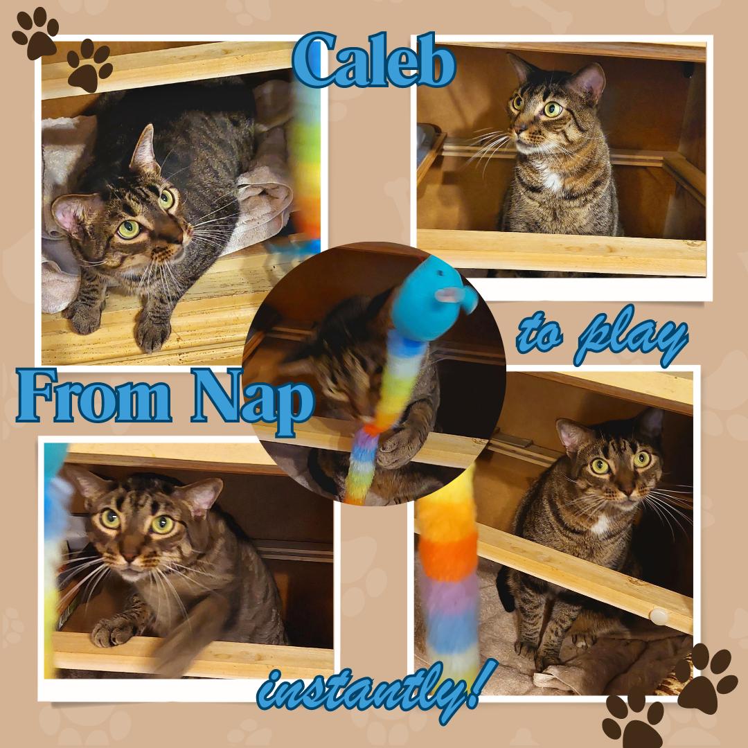 Caleb, a Adoptable Tiger in Orange City, FL image 6/6