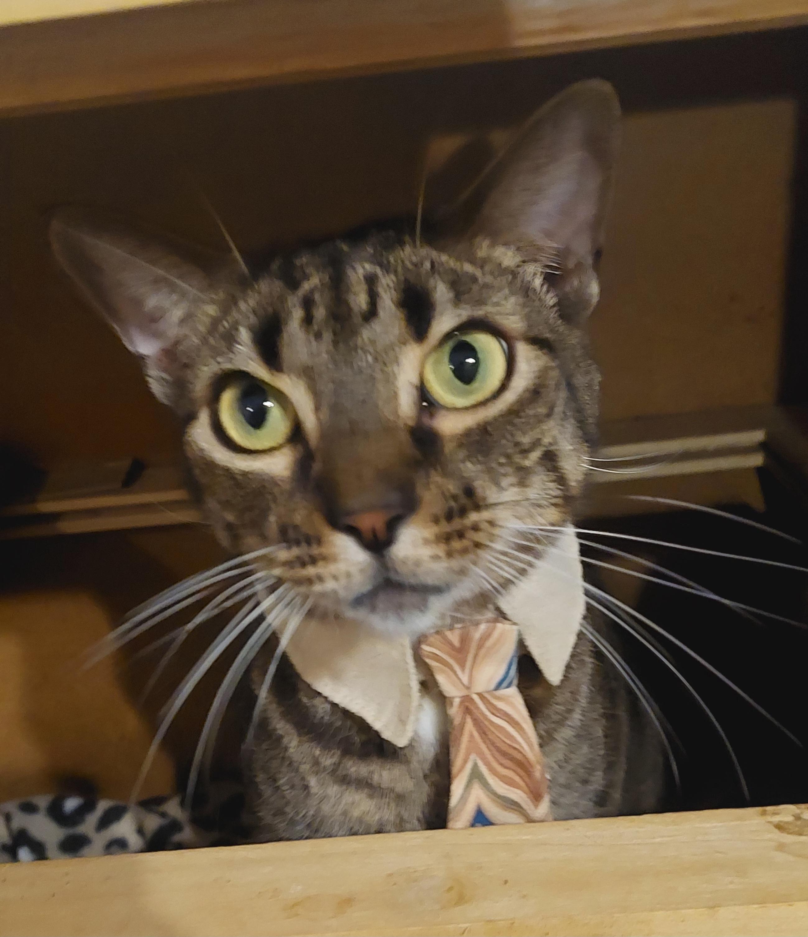 Caleb, a Adoptable Tiger in Orange City, FL image 4/6