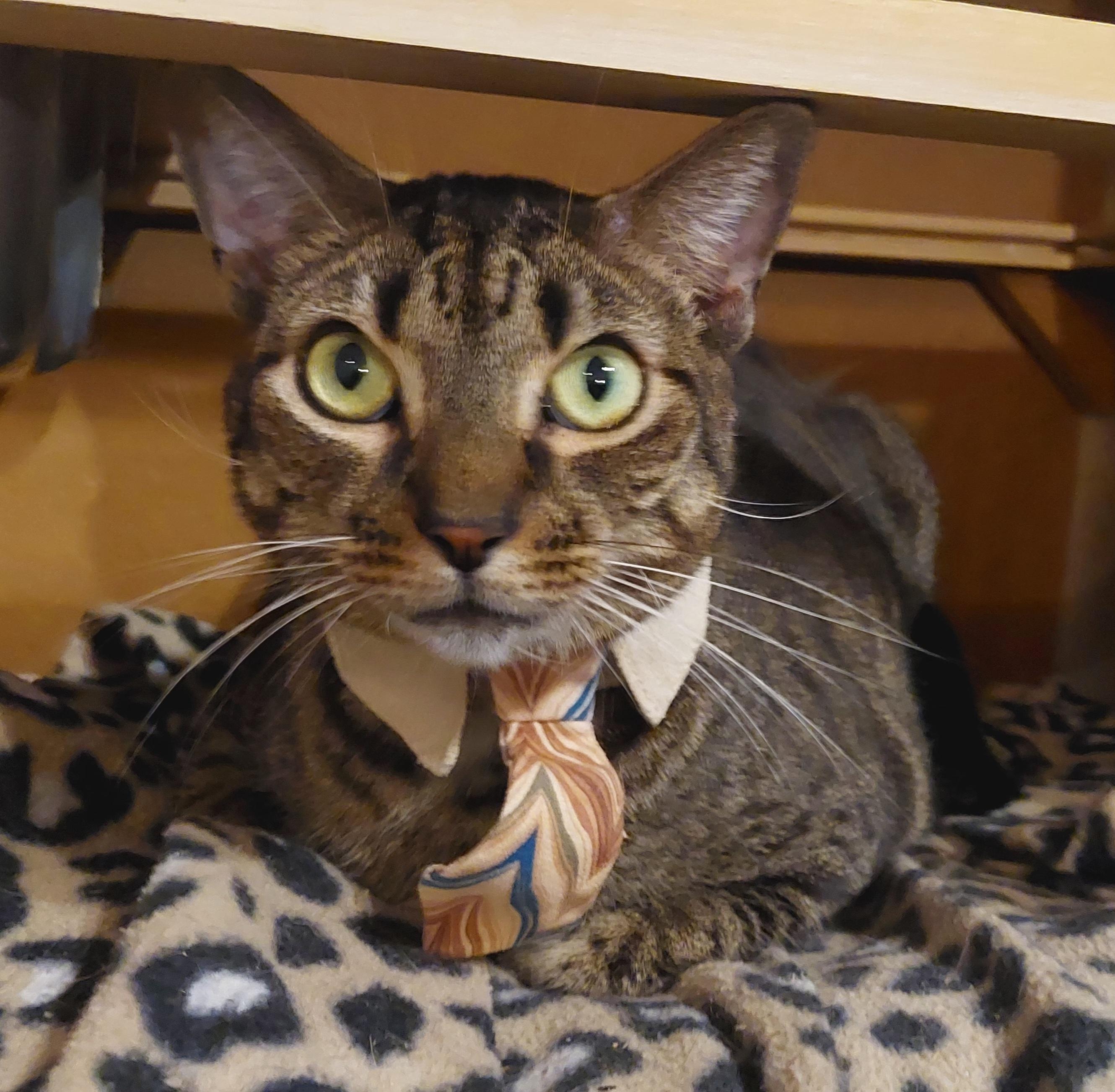 Caleb, a Adoptable Tiger in Orange City, FL image 3/6