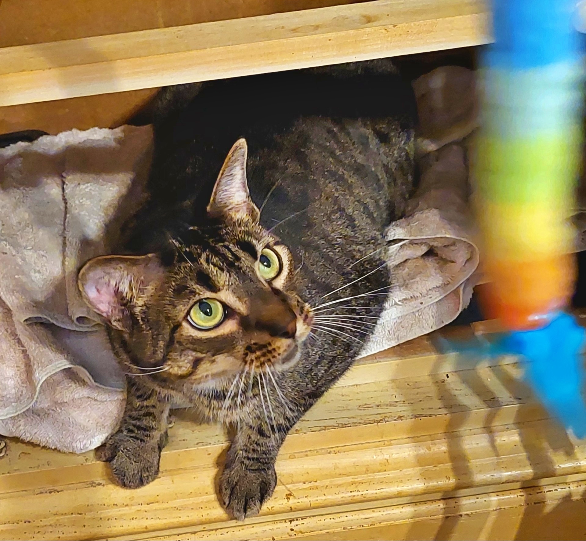 Caleb, a Adoptable Tiger in Orange City, FL image 5/6