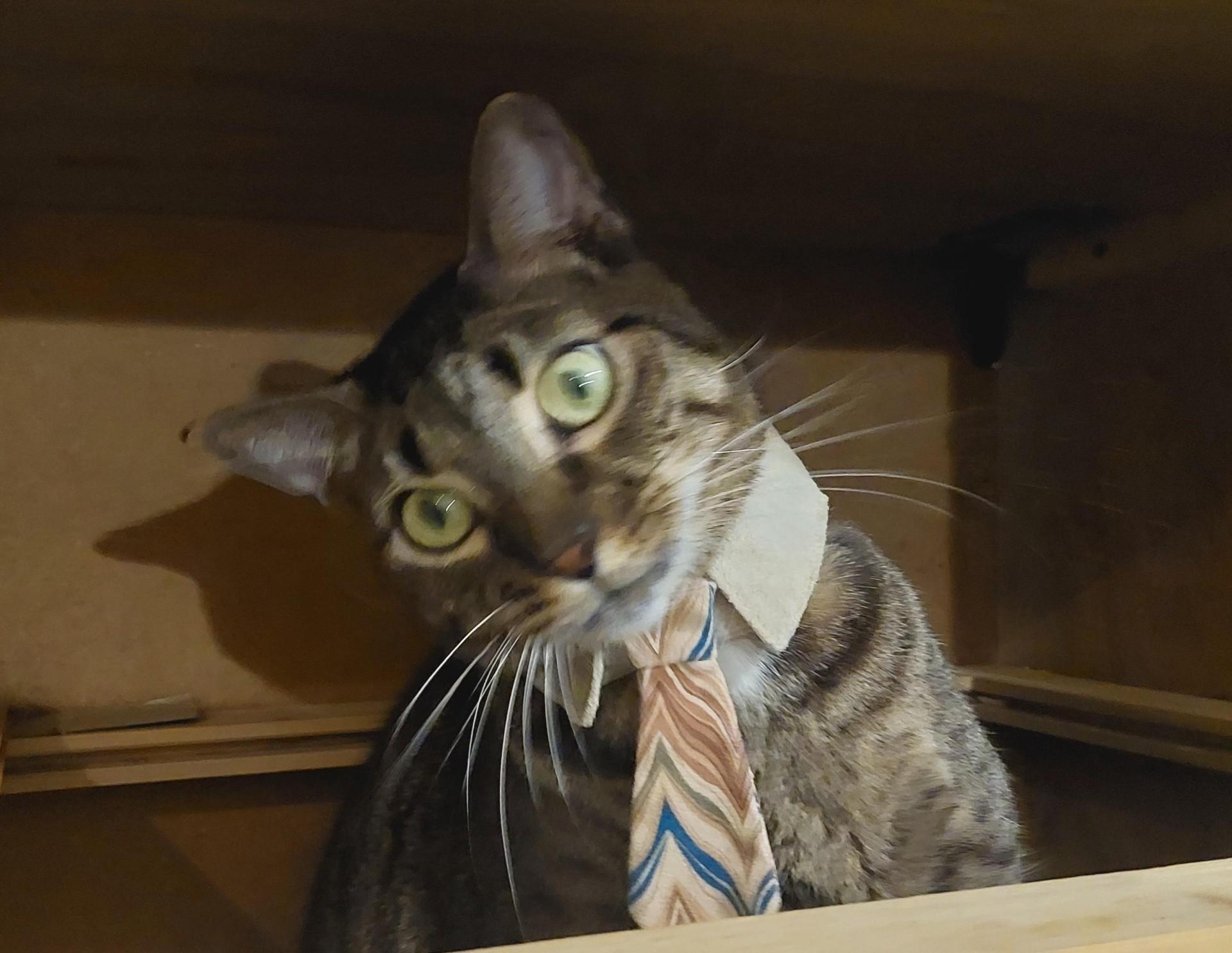 Caleb, a Adoptable Tiger in Orange City, FL image 2/6