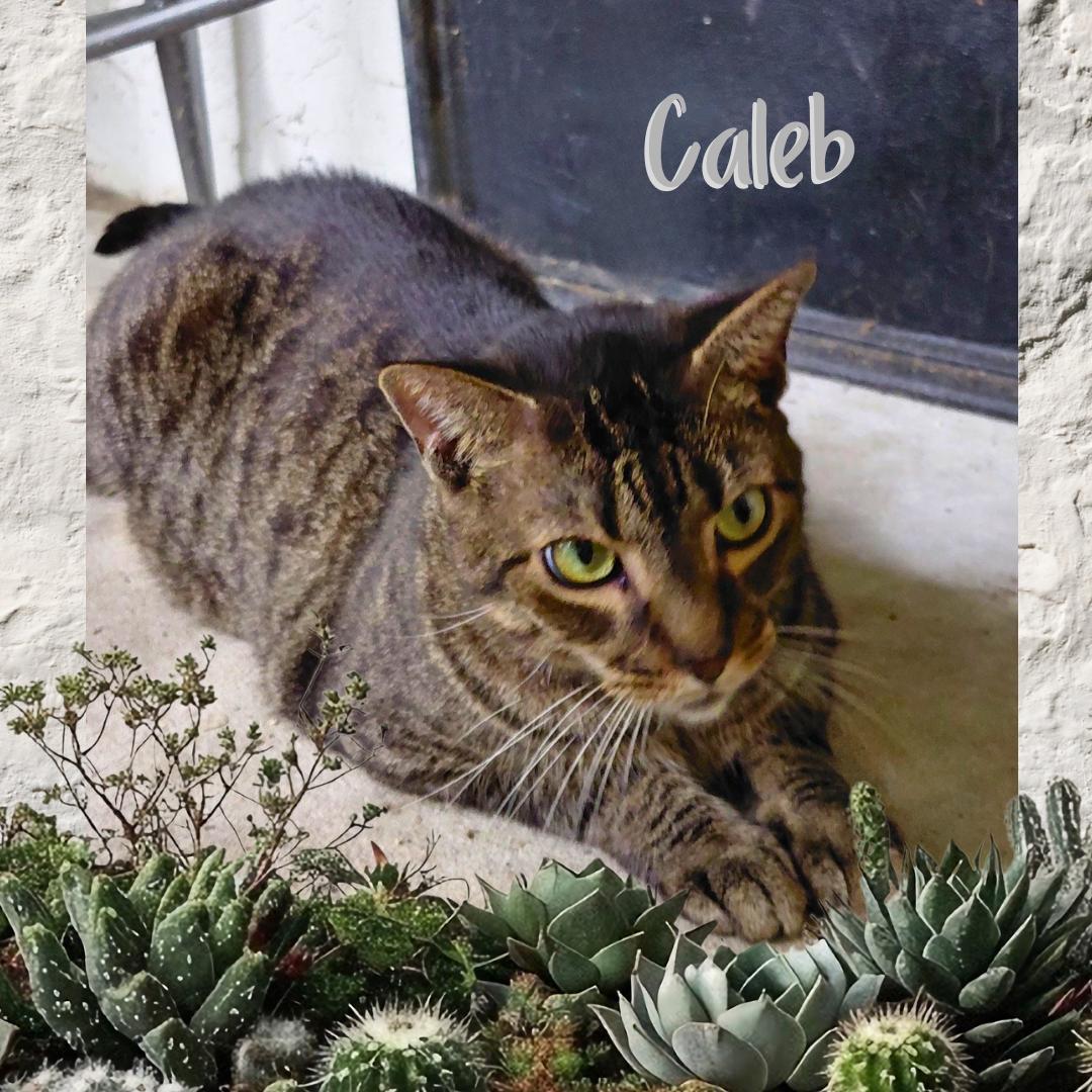 Caleb, Adoptable, Adult Male Tiger.