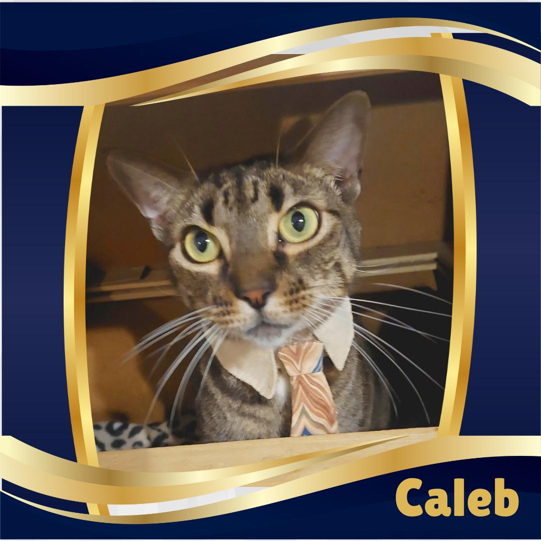 Caleb, a Adoptable Tiger in Orange City, FL image 1/6