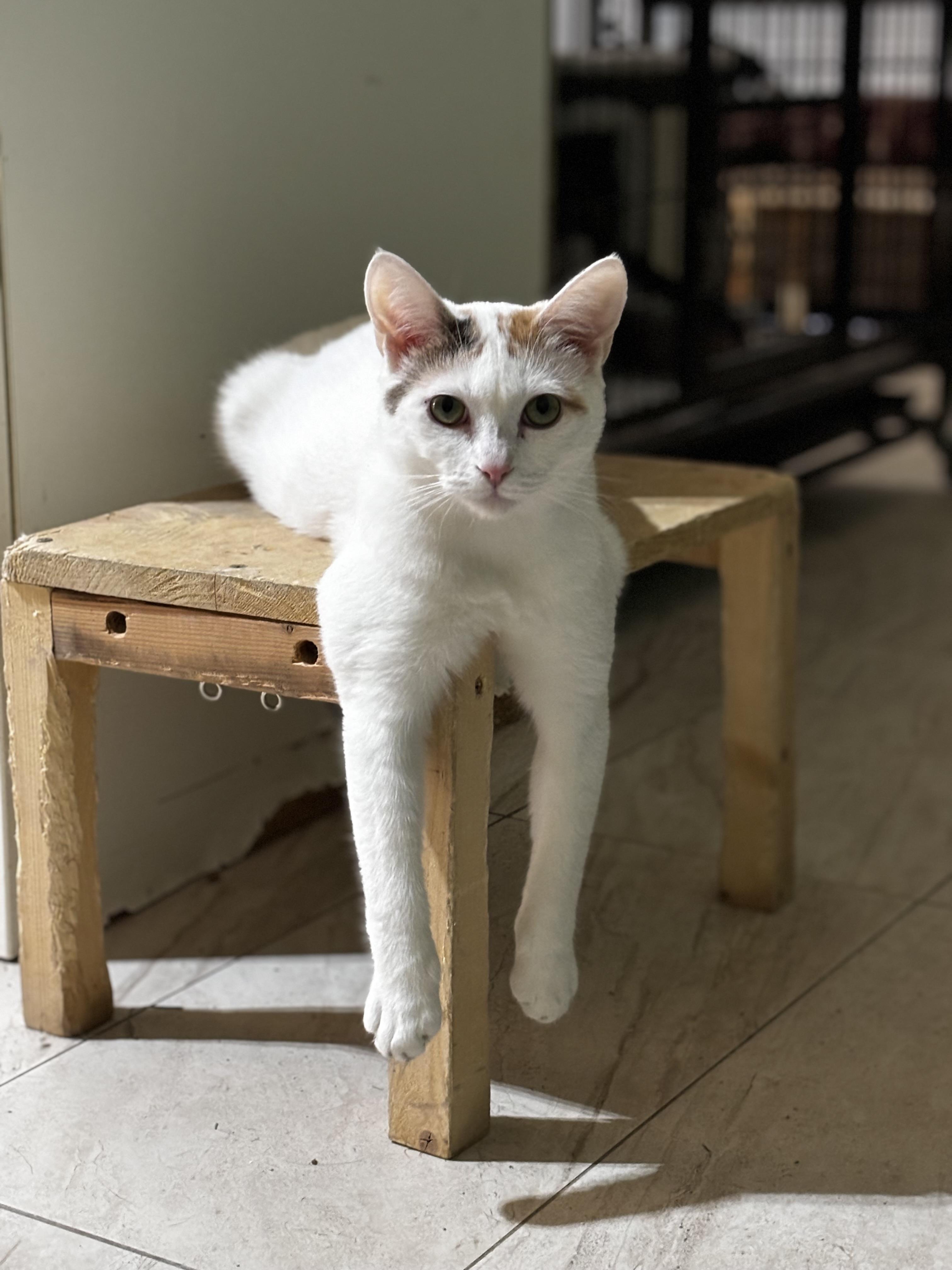 Silvie, a Adoptable Calico in Helendale, CA image 1/2