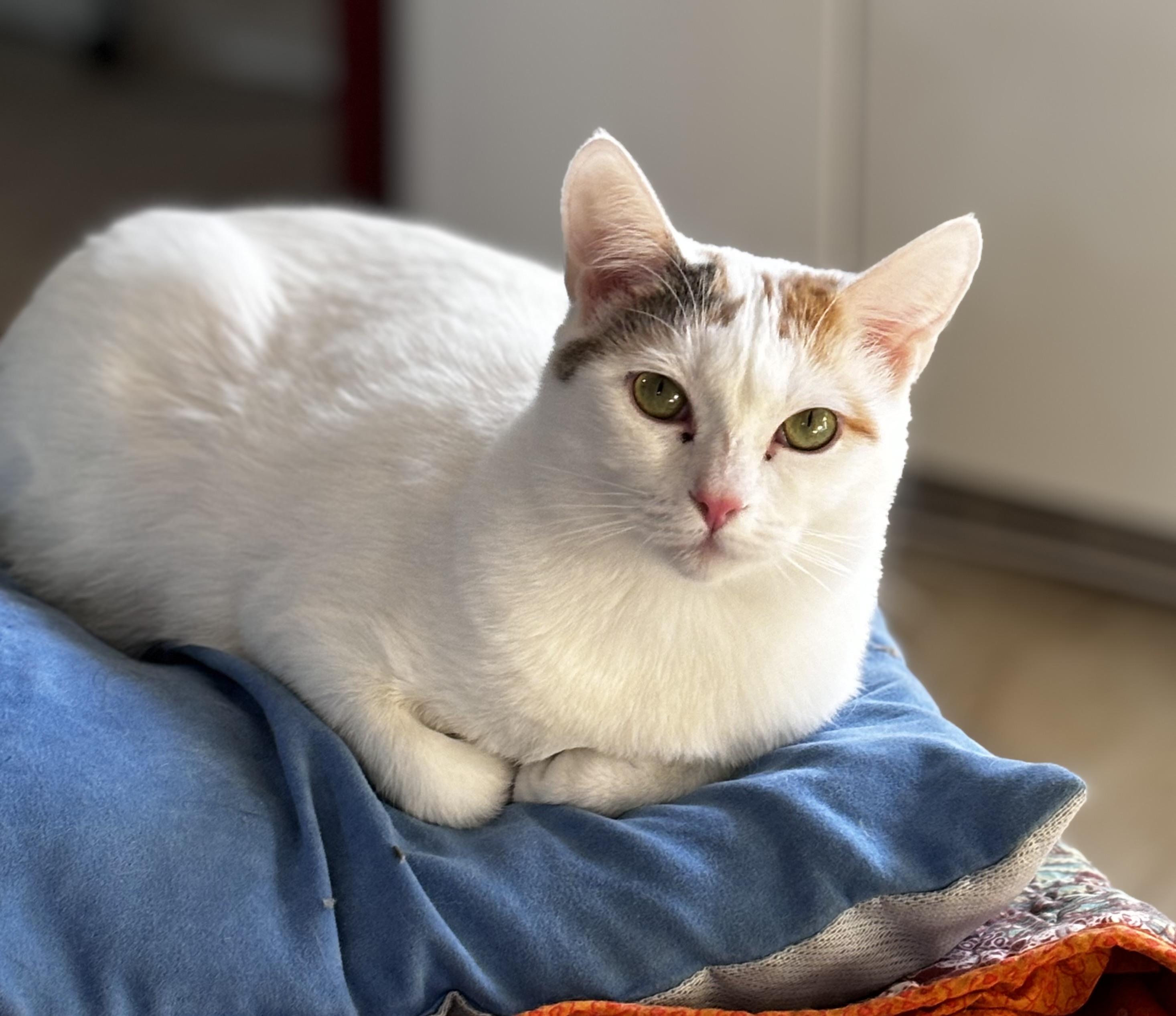 Silvie, a Adoptable Calico in Helendale, CA image 2/2