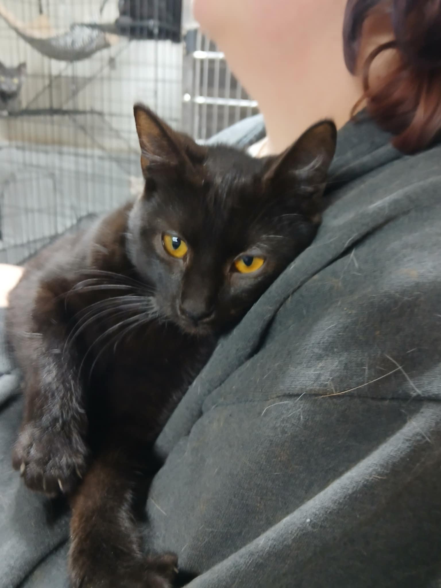 Blacky