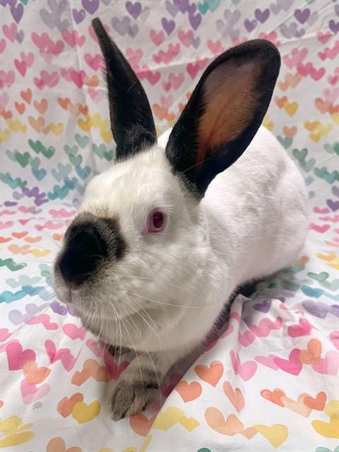 MATILDA, Adoptable, Young Female English Lop.