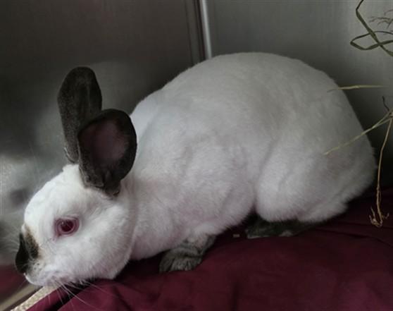 Enlarge MATILDA, a Adoptable English Lop in Boston, MA image 1/1