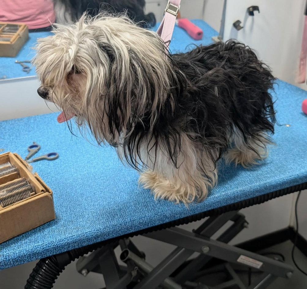 Ruby - ADOPTION IN PROCESS, Adoptable, Young Female Yorkshire Terrier.