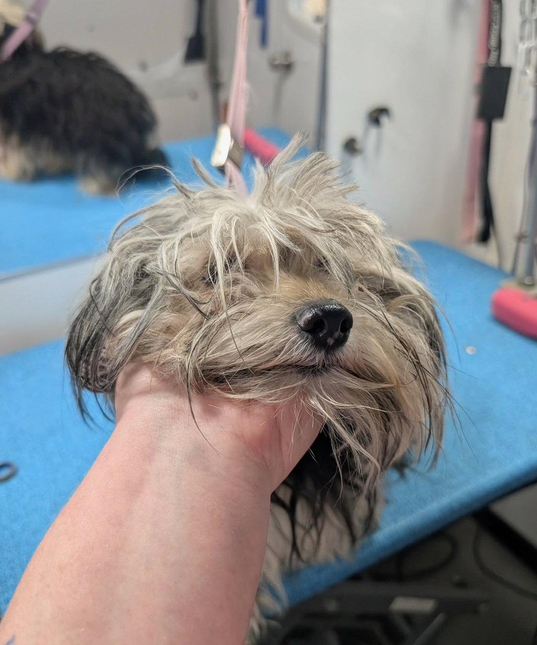 Enlarge Ruby - ADOPTION IN PROCESS, a Adoptable Yorkshire Terrier in Grafton, WI image 2/3