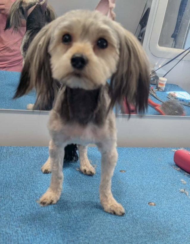 Enlarge Ruby - ADOPTION IN PROCESS, a Adoptable Yorkshire Terrier in Grafton, WI image 3/3